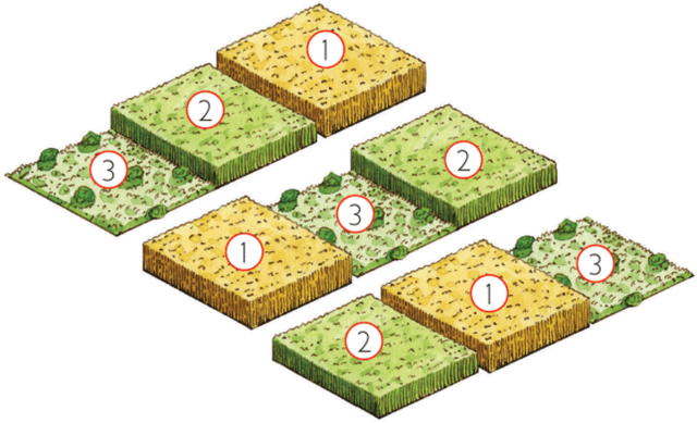 Rotación trienal en la agricultura - Siglo VI