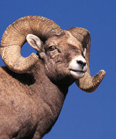 Rocky Mountain Big Horned Sheep