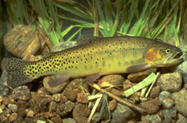 Greenback cutthoat troat