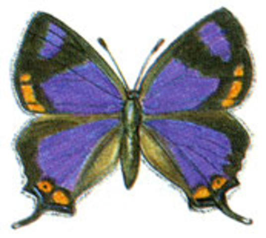 Hait\rsteek Buttcet.erfly