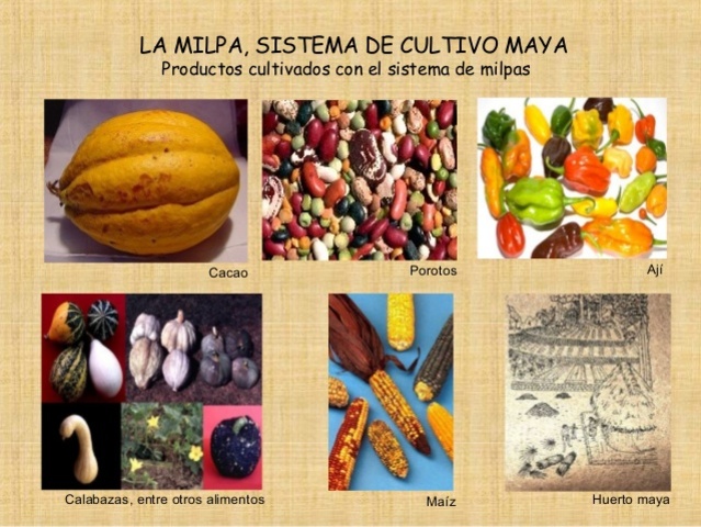 Diferenciación de modo productivo de una comunidad Primitiva: