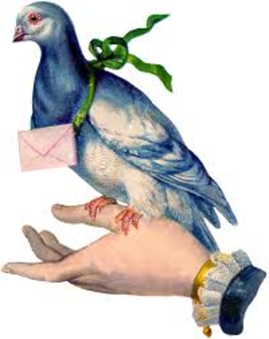Carrier Pigeon