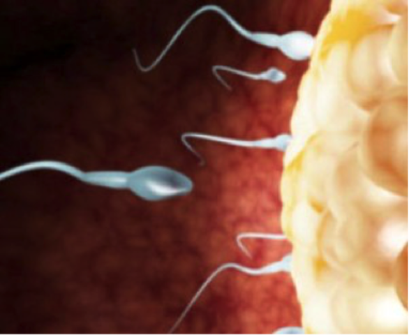 29/12/16 – 05/01/17 Semana 1