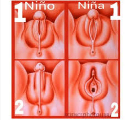 21/04/17 – 18/05/17 Semanas 17 a 20