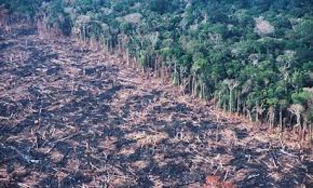 Rainforest Deforestation