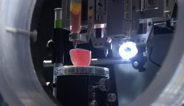 Création d'un rein fonctionnel