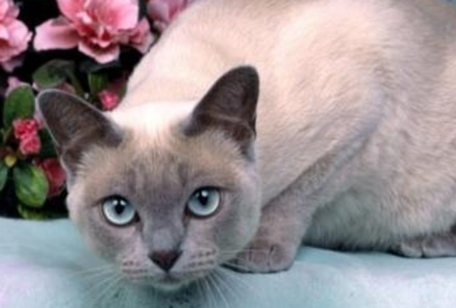 my cat bella was born