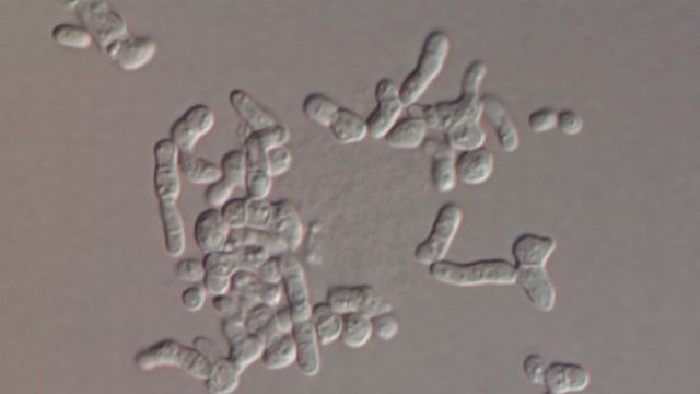 multi-cellular life evolves