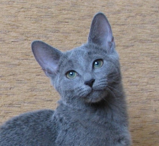 This is when my sisters cat was born