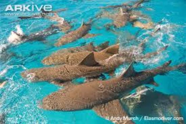 First Time Swimming With Sharks