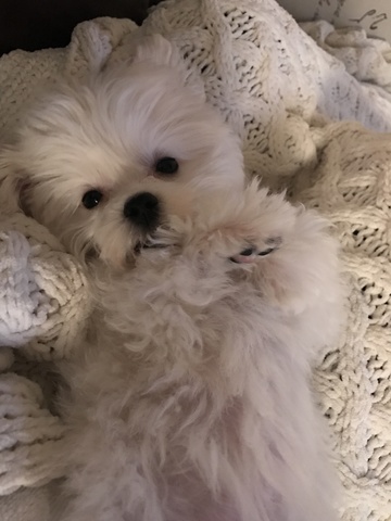 Recibí mi perro, se llama Louis.