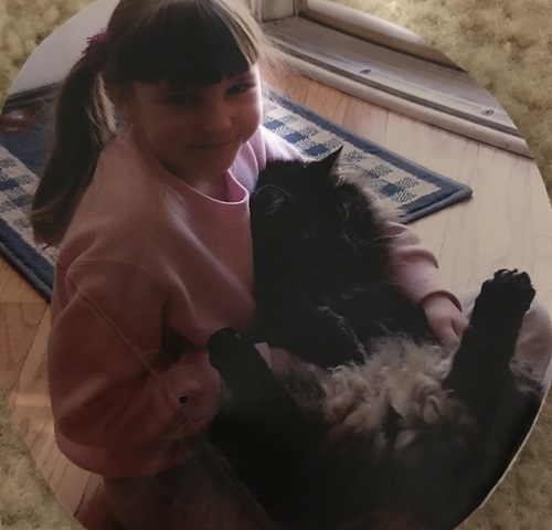 Mi familia busco un gato.