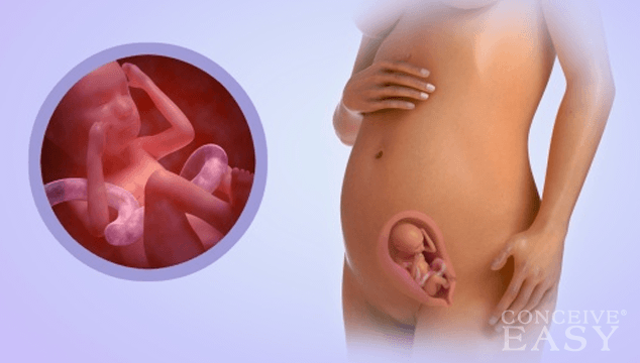 motricité prénatale