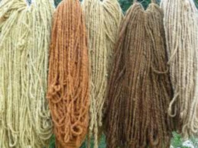 ESTATUTO DEL GREMIO DE LANA - 1317