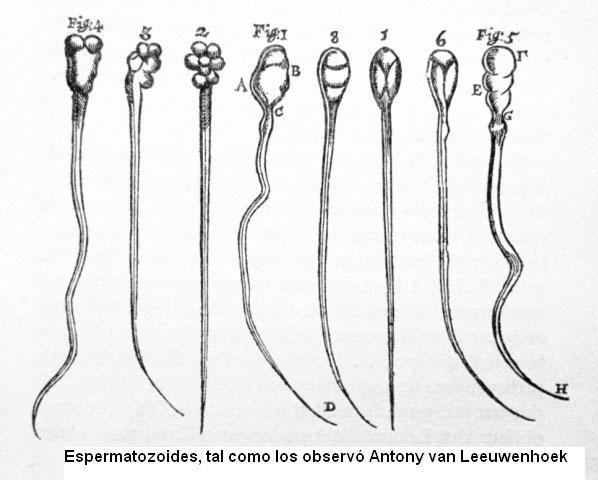 Antonzy van Leeuwenhoek
