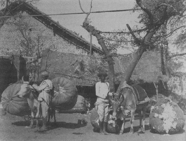 The decline of cotton production in England