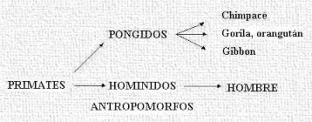 Nosotros, los primates.