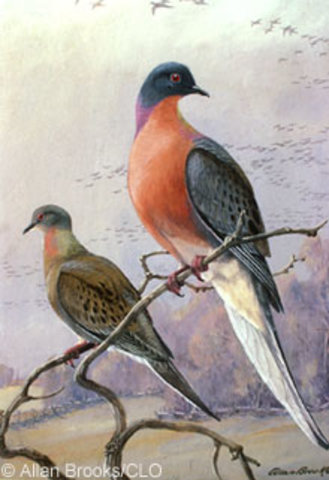 Passenger Pigeon