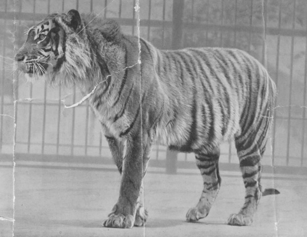 Javan Tiger
