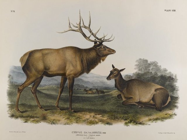 Eastern Elk