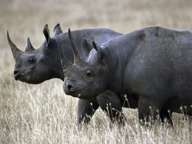 Western Black Rhinoceros