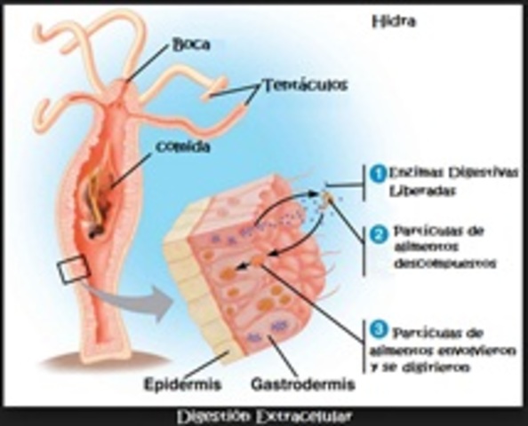 Digestión Extra celular