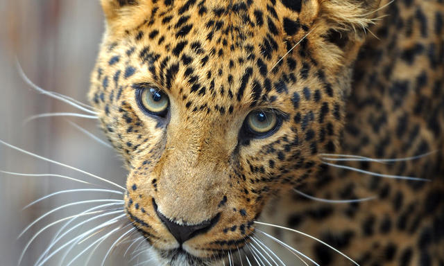 Amur Leopard