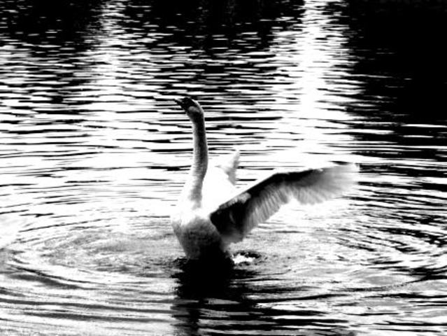 "Canto del Cisne"