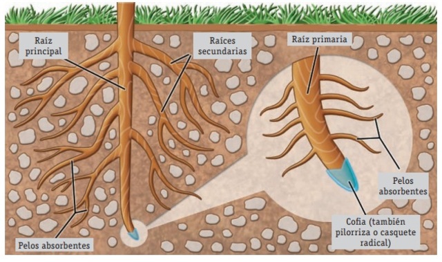 Absorción y transporte de agua y sales minerales desde la raíz hasta el xilema.