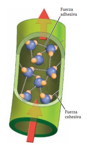 Transporte del agua y sales minerales por el xilema.