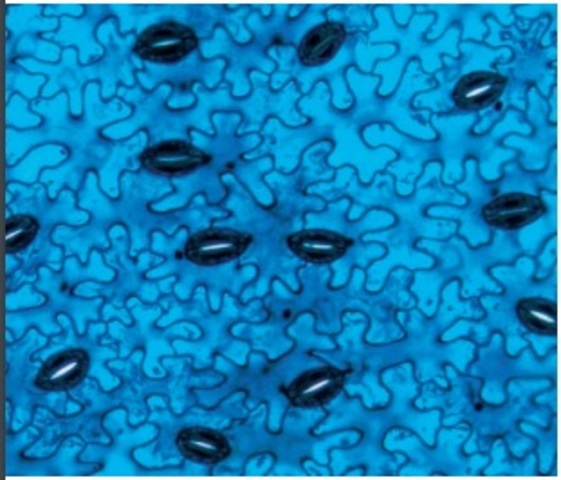 Intercambio de gases en las hojas.