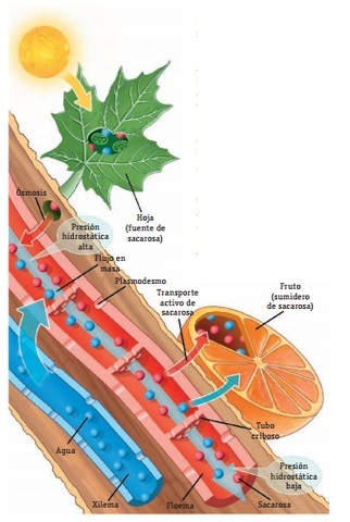 Transporte de materia orgánica por el floema.