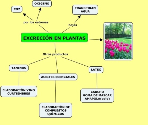 Excreción de los productos de desecho del metabolismo. xilema floema.
