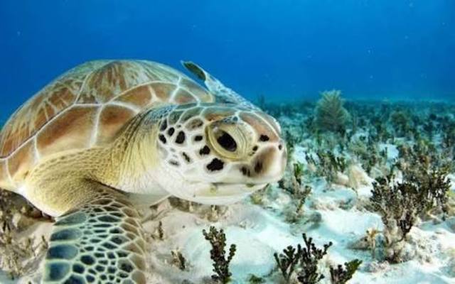 Artículo 46 en el DOF