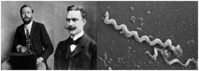 Se descubre el agente productor de la sífilis