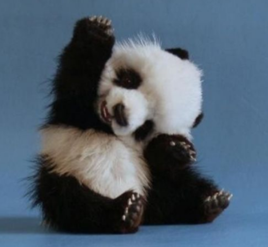 Pandas were found in Australia