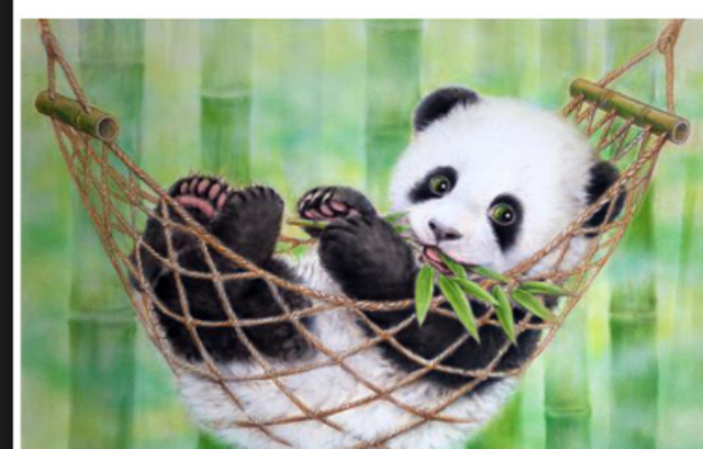 Pandas were found in australia