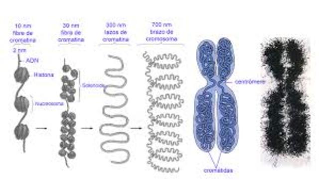 La disposición lineal de los cromosomas