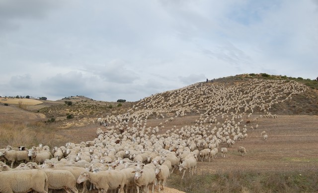 Auge de la ganadería trashumante. La Mesta