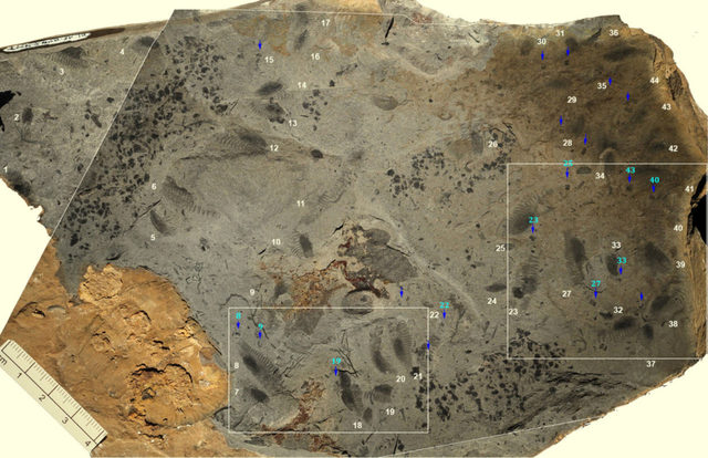 Oldest Fish Fossils are 518 million years old