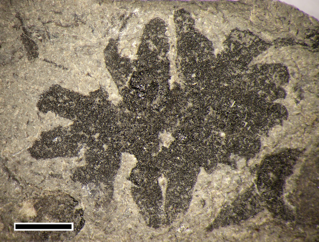 First fossils of land plants are 475 million years old