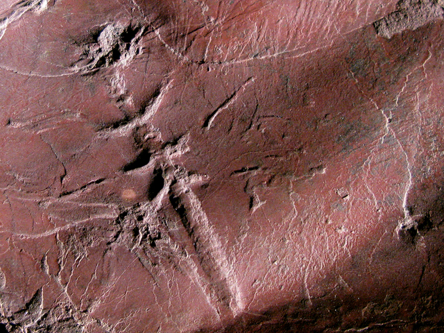 Oldest Insect Fossils are 410 million years old