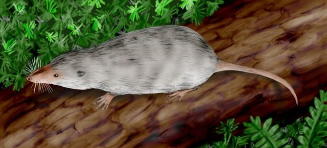 Oldest true Mammal fossils are 225 Million Years Old