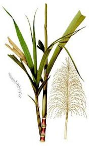 Misión Puertoriqueña