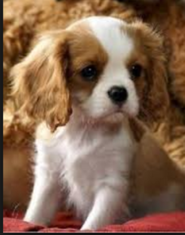 when we bought our dog