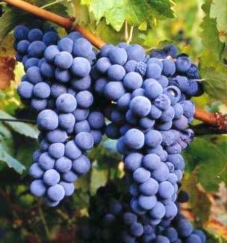 Mayor número de actividades productivas