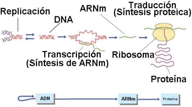 Síntese do ADN