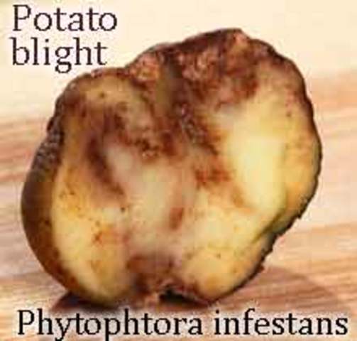 Potato famine