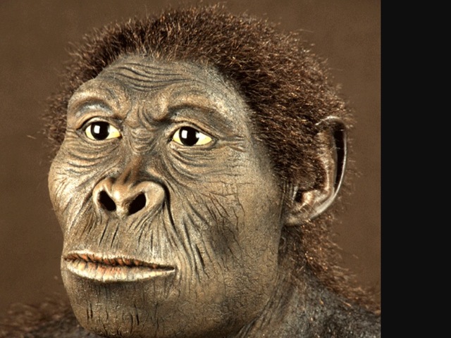 Homo Habilis