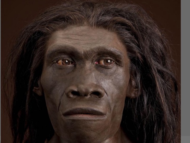 Homo Erectus